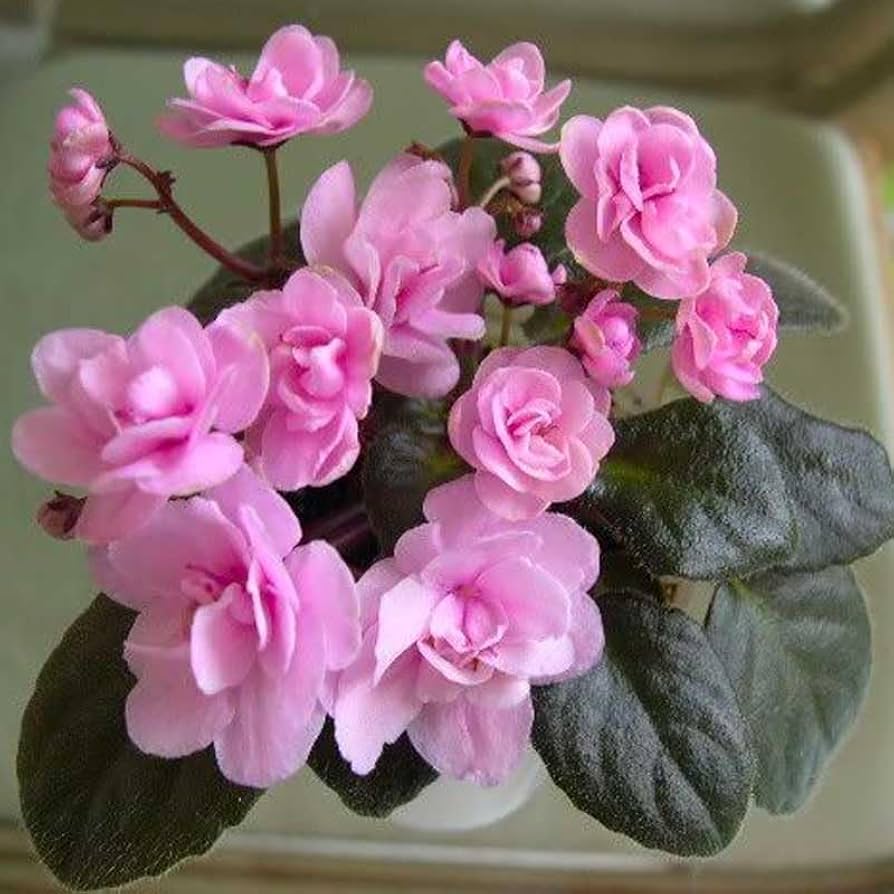 African Violet flower seeds