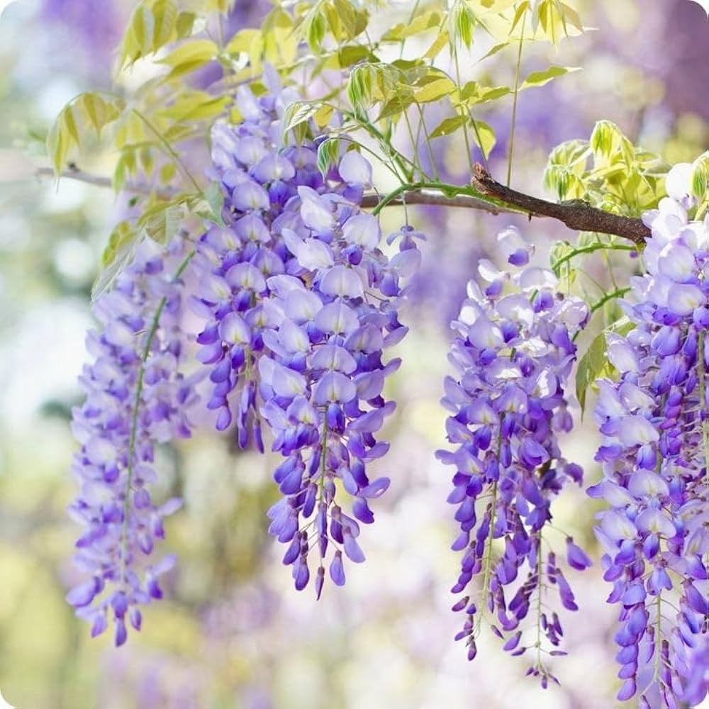 Purple Wisteria flower seeds