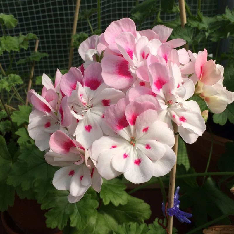 Pink Red flower seeds