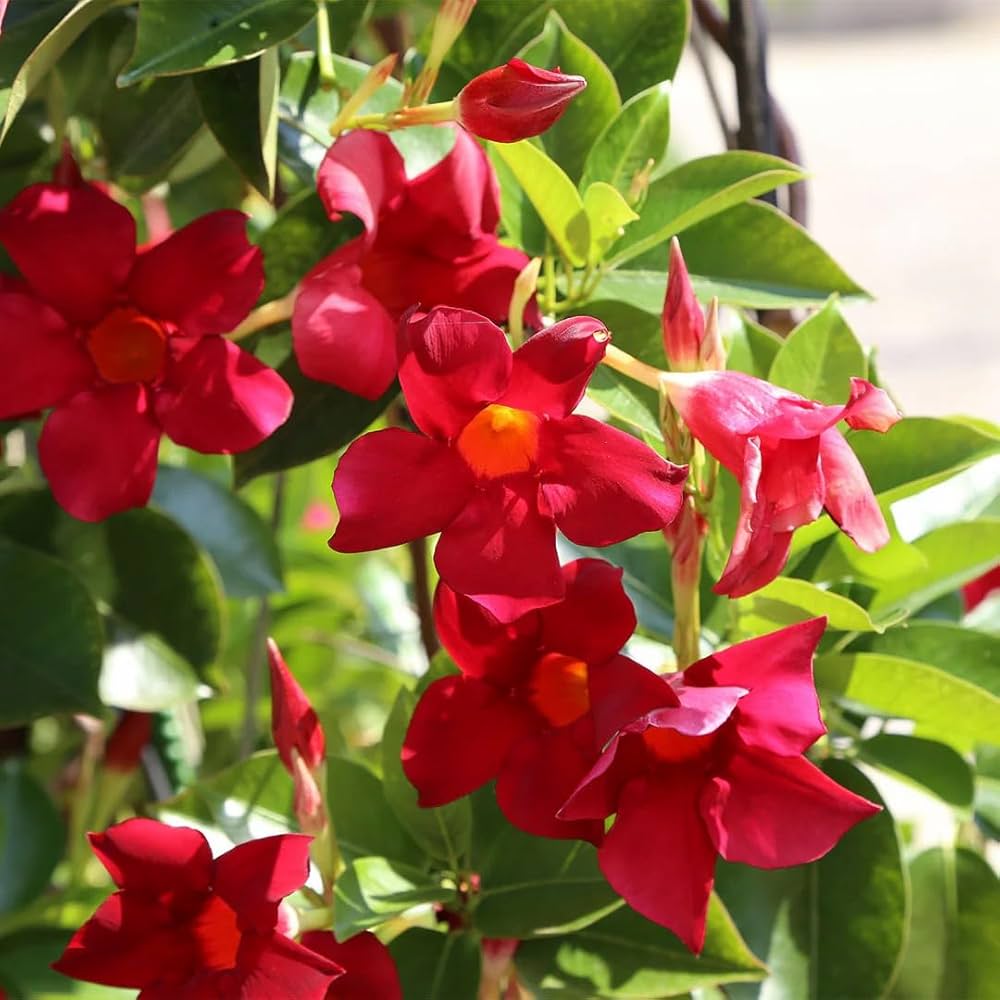 Red Mandevilla flower seeds