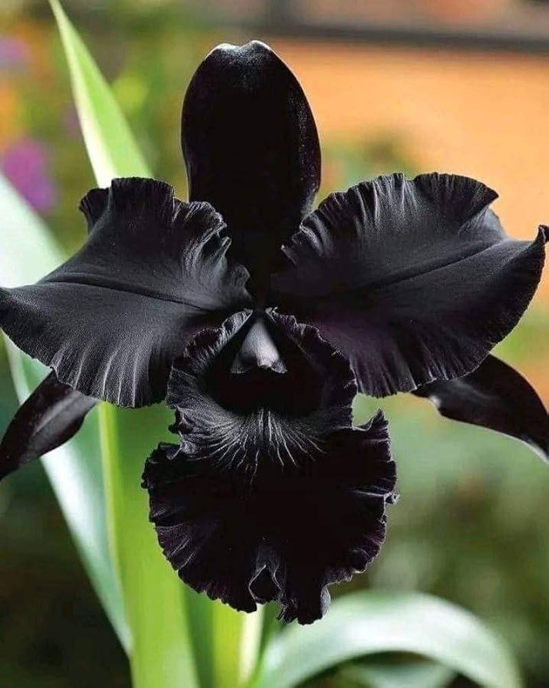 Black Orchid Flower Seeds for Planting – Heirloom Non-GMO Garden Seeds