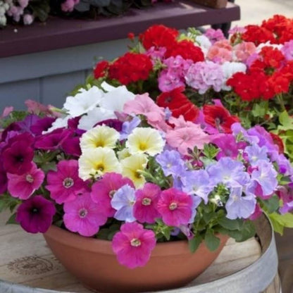 Petunia Hybrida flower seeds