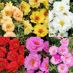 Ruby Jewel flower seeds