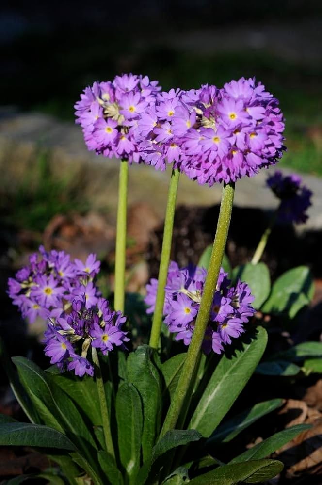 Primula flower seeds