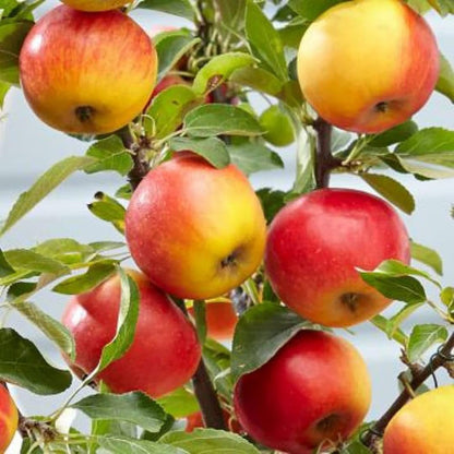 red yellow apple seeds