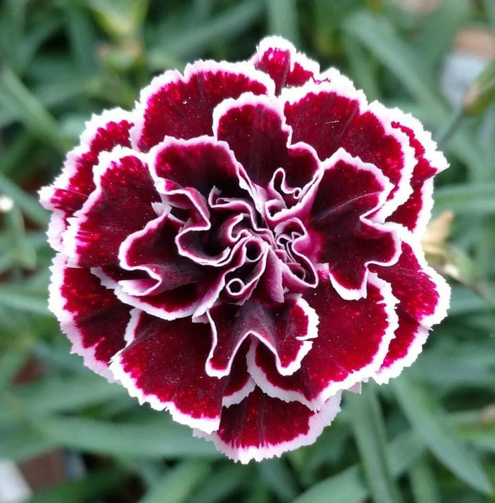 Marron Dianthus flower seeds