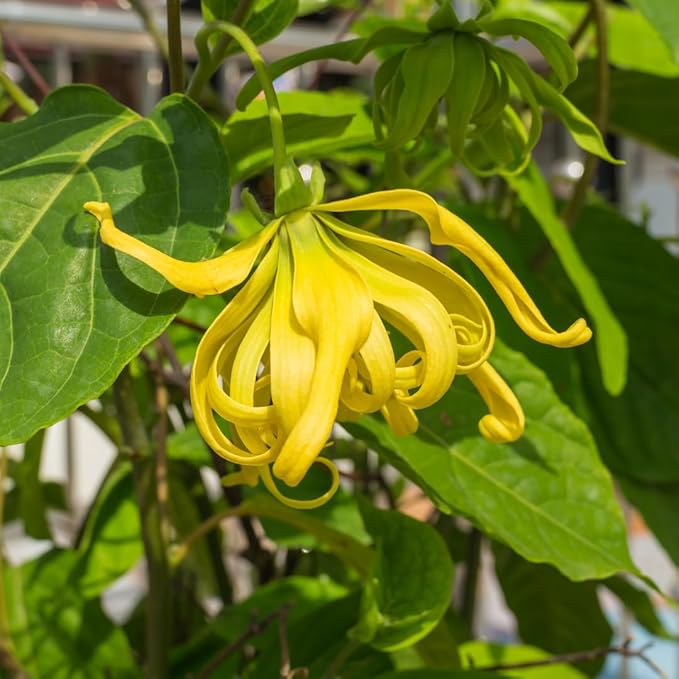 Yellow Cananga flower seeds