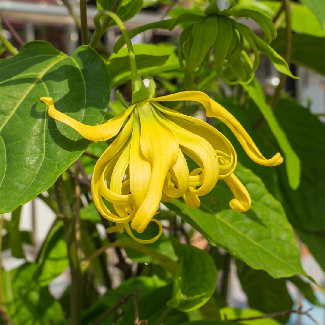 Odorata flower seeds
