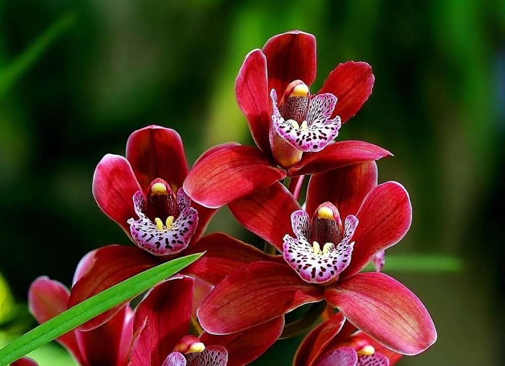 Red Bell flower seeds