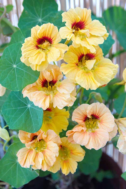 Yellow Peach flower seeds