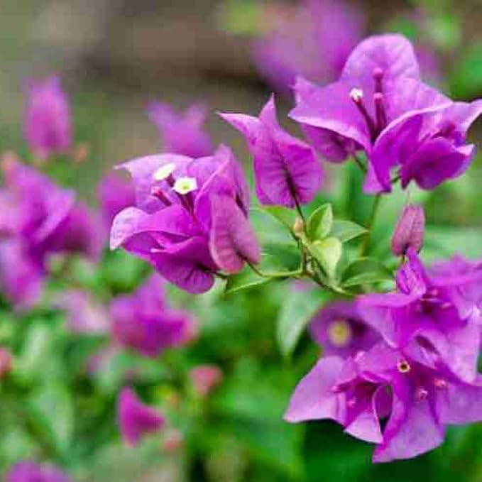 Violet Bougainvillea flower seeds