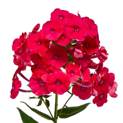 Red Phlox plant