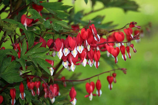 Bleeding Heart flower seeds