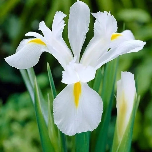 White Germanica flower seeds
