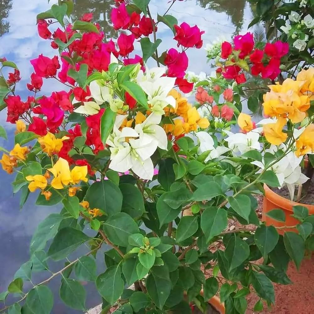 Burgundy Bougainvillea flower seeds