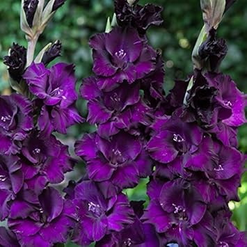 Deep Purple flower seeds
