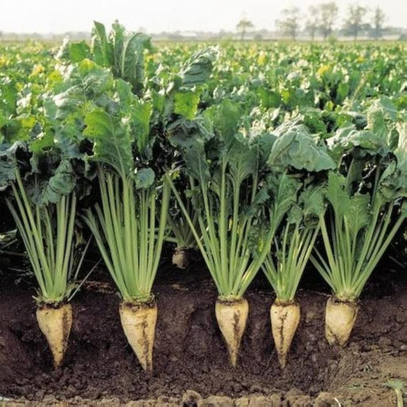 Sugar Beet Seeds for Planting – Heirloom Non-GMO Garden Seeds