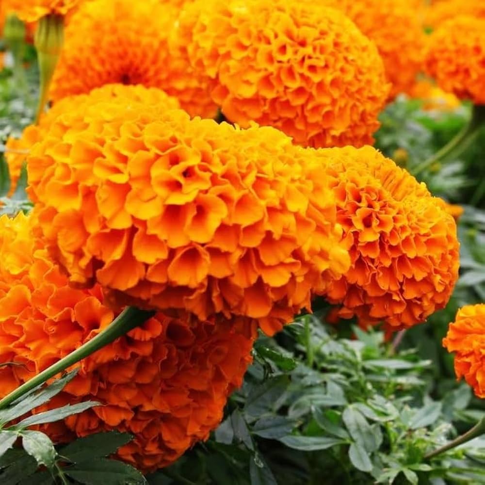 Orange Carnation flower seeds