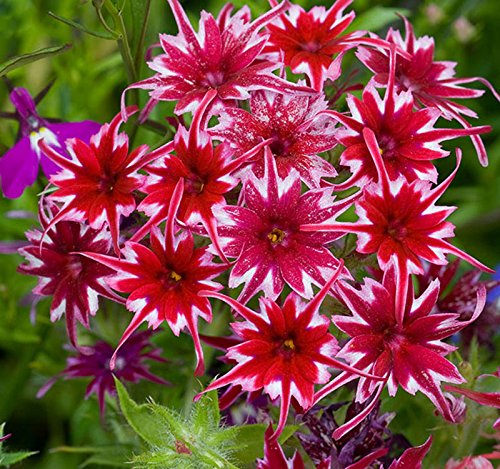 Twinkle Star flower seeds