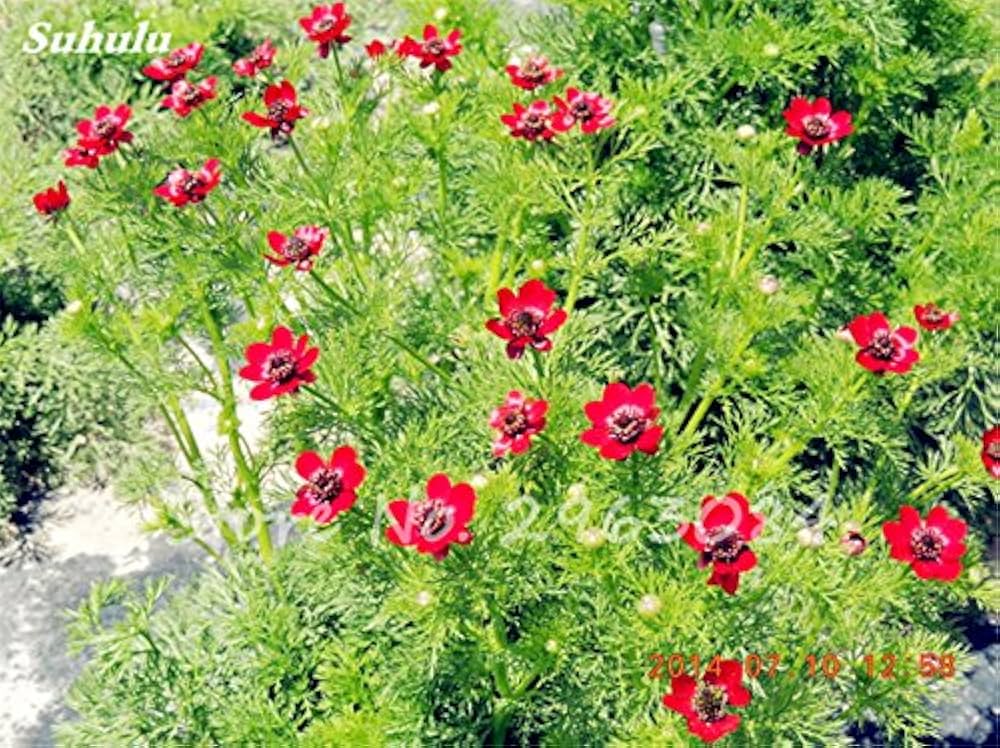 Red Adonis flower seeds