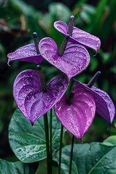 Lavender Anthurium Flower Seeds for Planting – Exotic Indoor Tropical Flowers