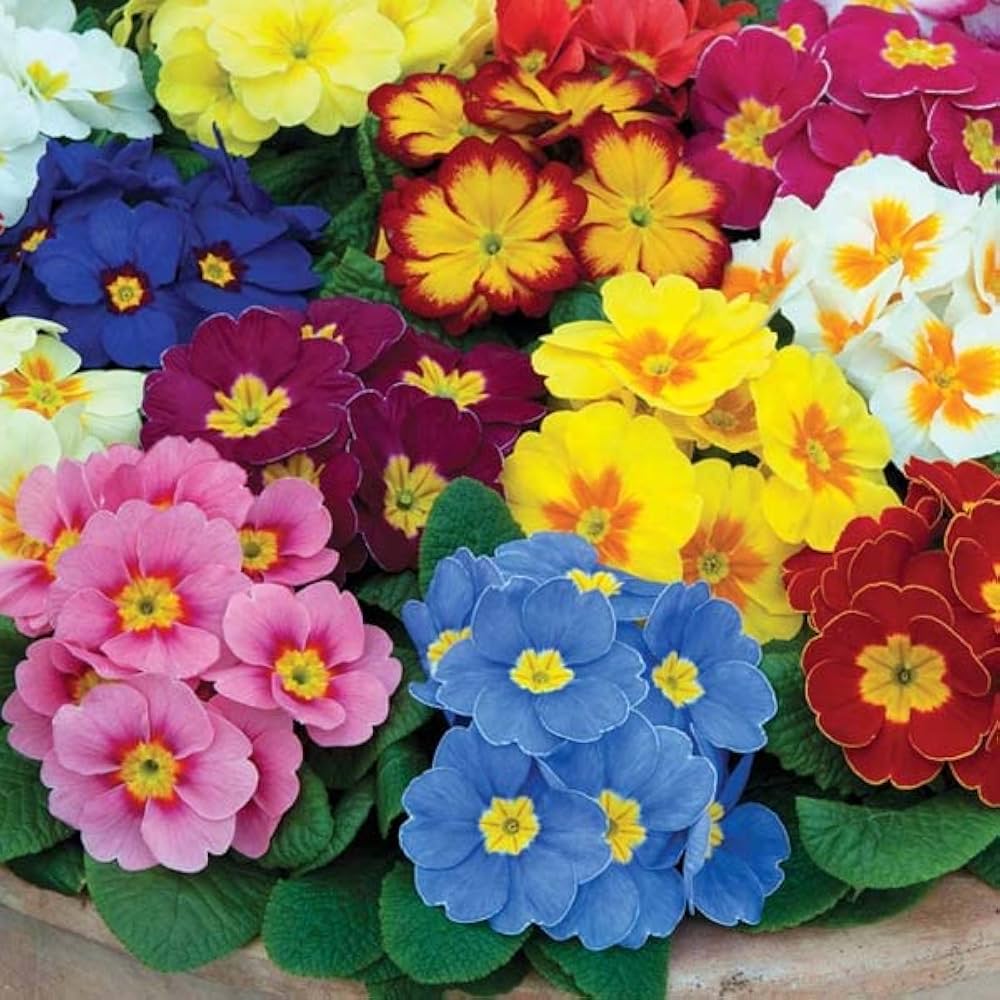 Primula Vulgaris flower seeds