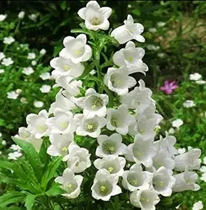 White Canterbury flower seeds