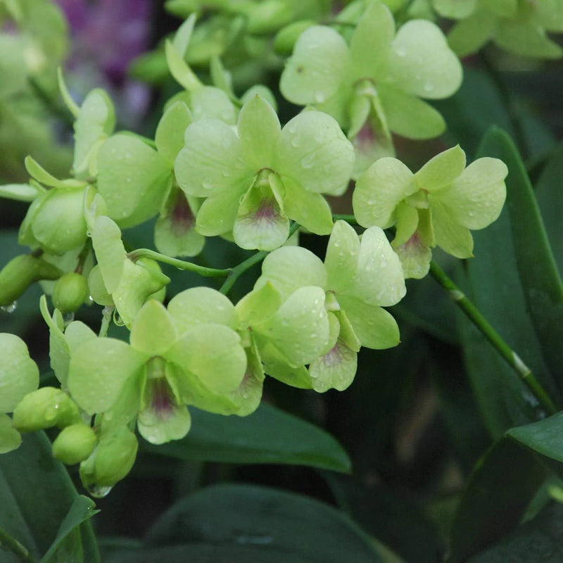 Green Dendrobium Flower Seeds for Planting – Heirloom Non-GMO Garden Seeds