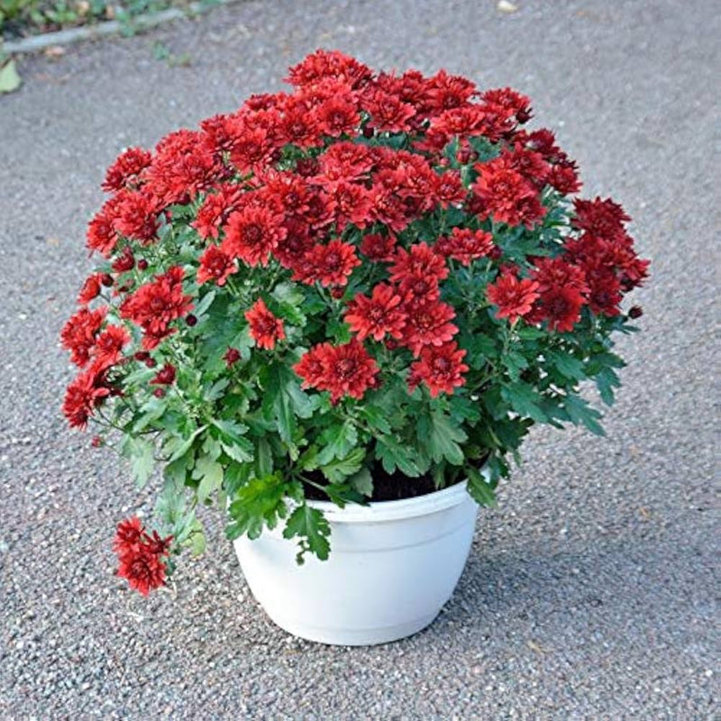 Maroon and Red Chrysanthemum Flower Seeds for Planting – Heirloom Non-GMO Garden Seeds