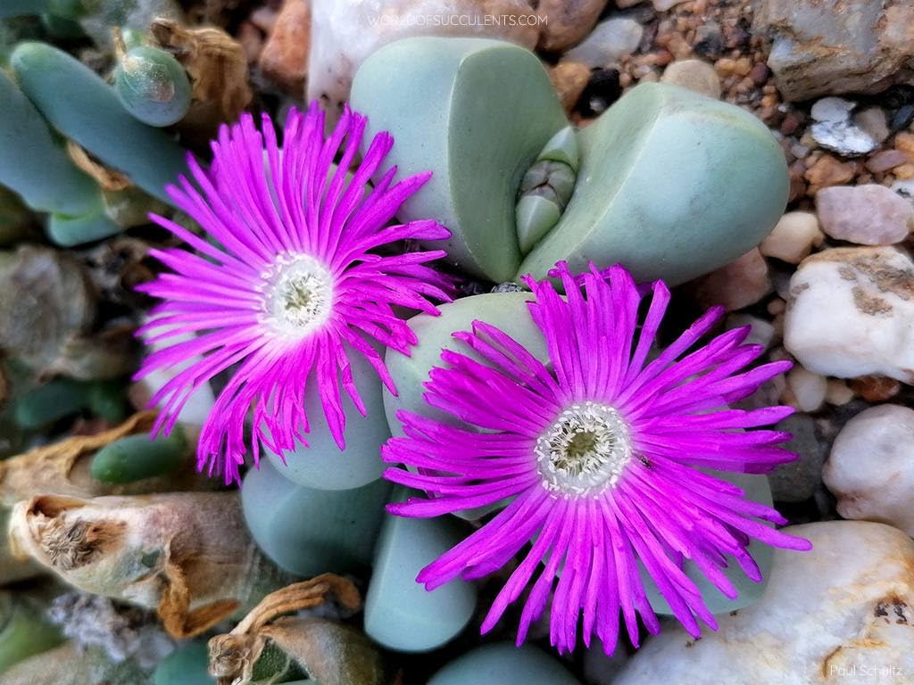 Argyroderma flower seeds