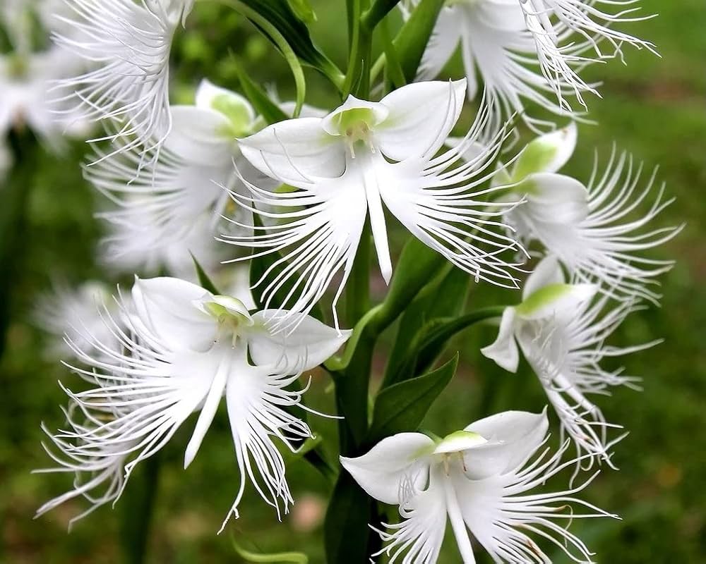 White Egret flower seeds