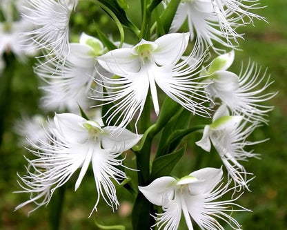 Egret Orchid flower seeds