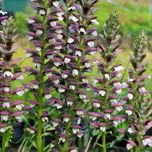 Purple Acanthus Flower - Heirloom, Non - Gmo Seeds