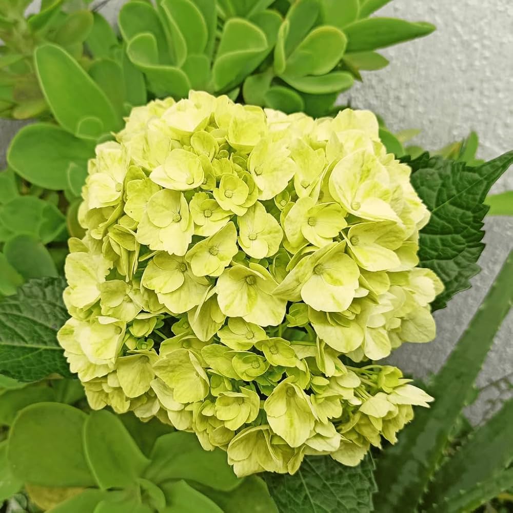 Hydrangea Macrophylla flower seeds