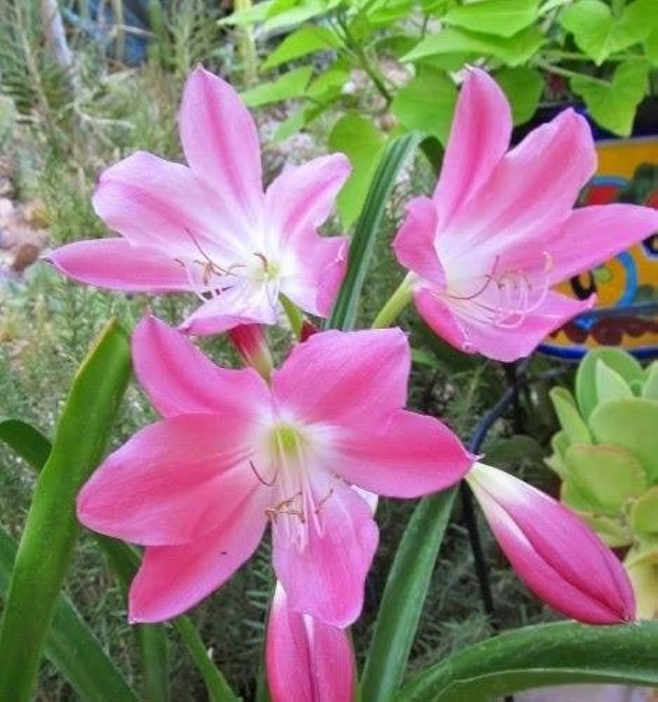 Crinum flower seeds
