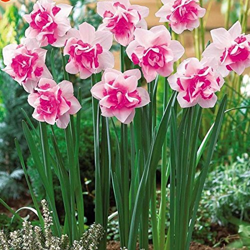 Pink Double flower seeds