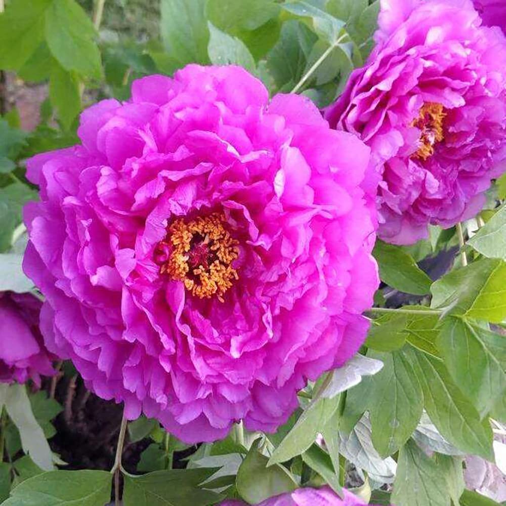 Purple Paeonia flower seeds