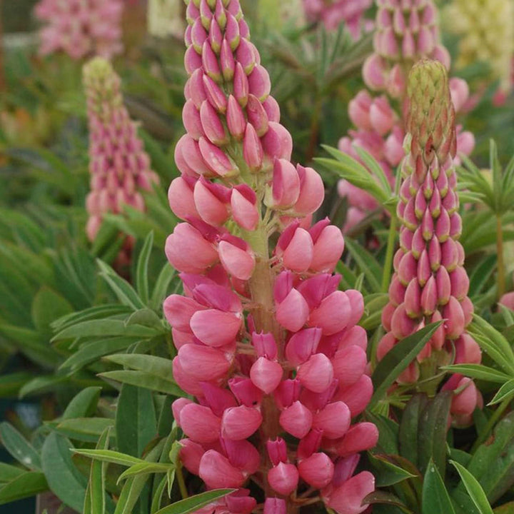 Light Pink flower seeds
