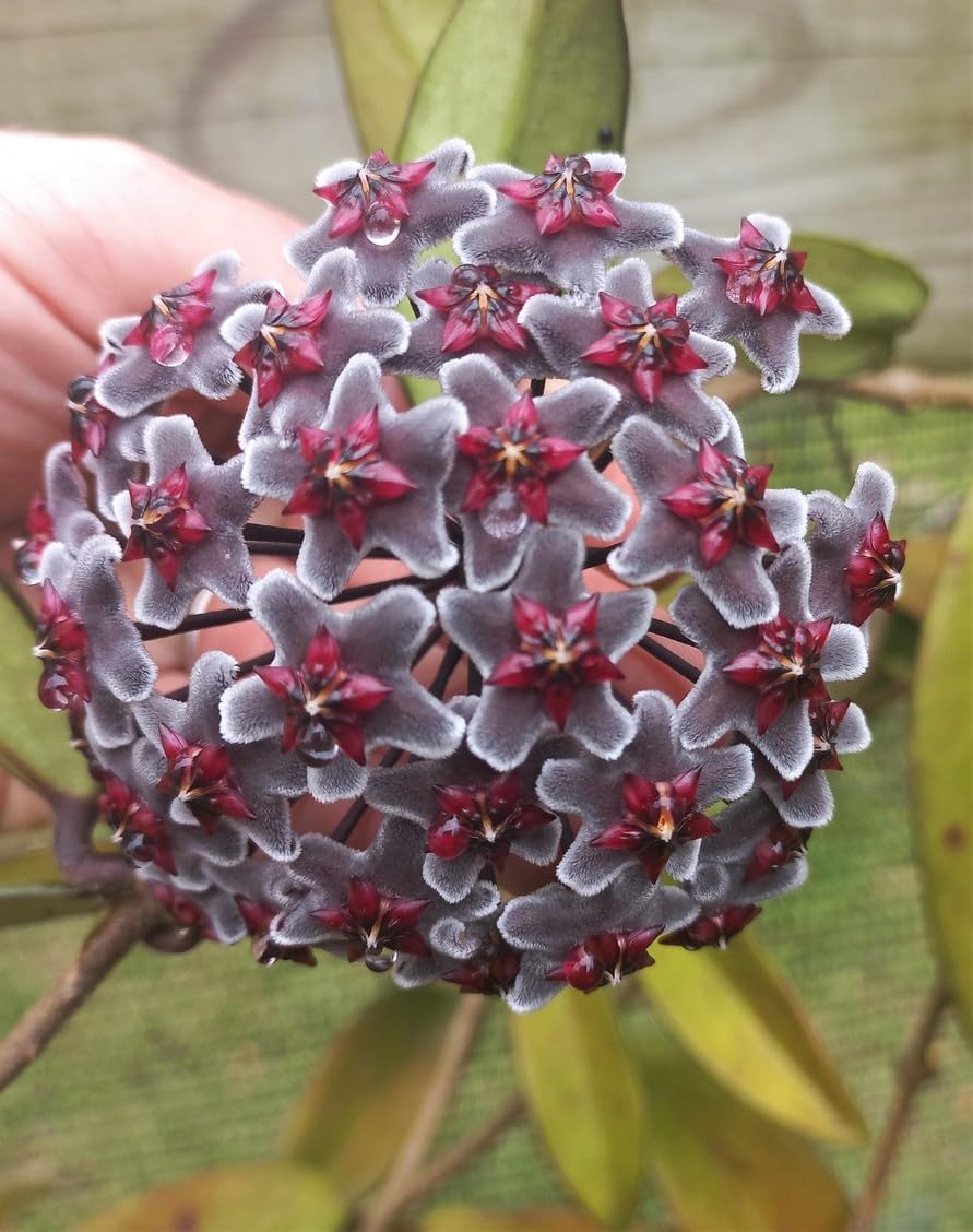 Black Carnosa flower seeds