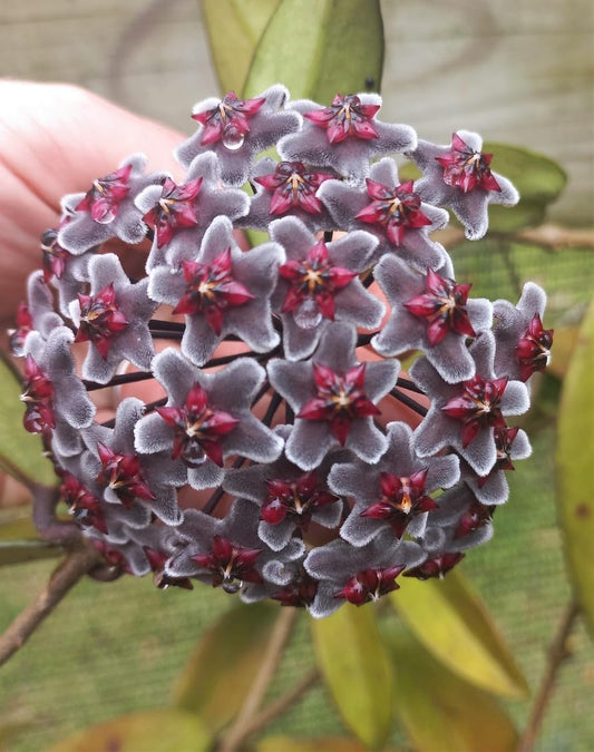 Black Carnosa flower seeds