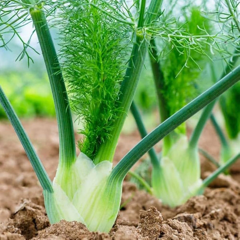 Florence Fennel Seeds for Planting – Heirloom Non-GMO Garden Seeds