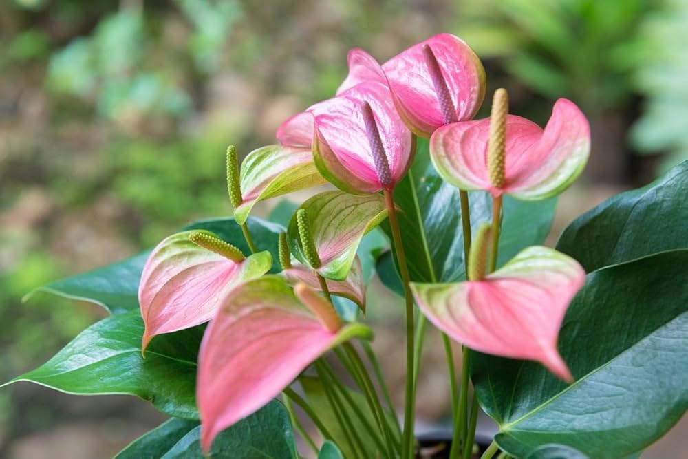 Green Pink flower seeds