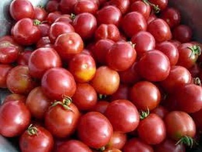 Porter Tomato Seeds for Planting – Heirloom Non-GMO Garden Seeds