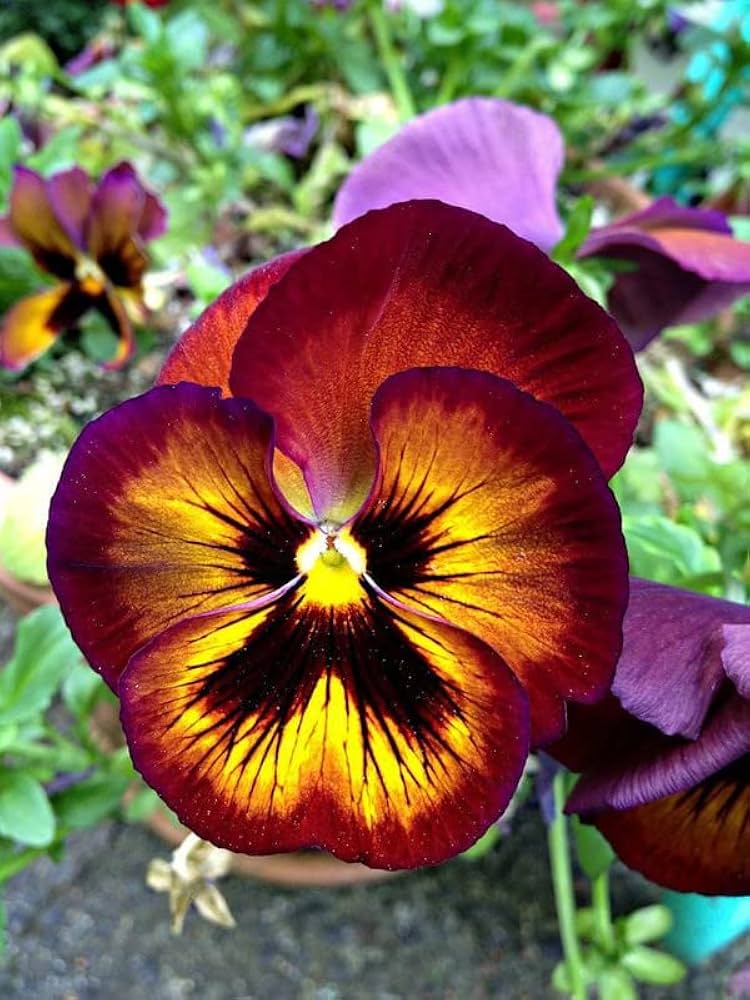 Brown Pansy flower seeds