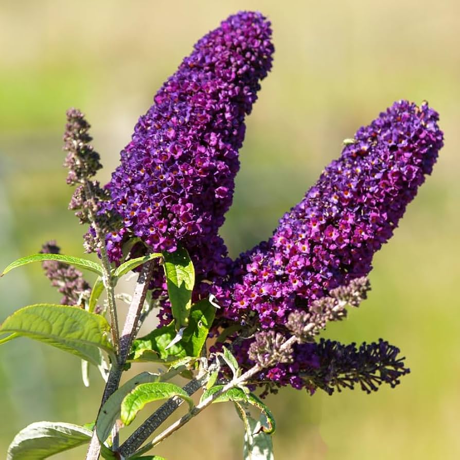 Violet Buddleja flower seeds