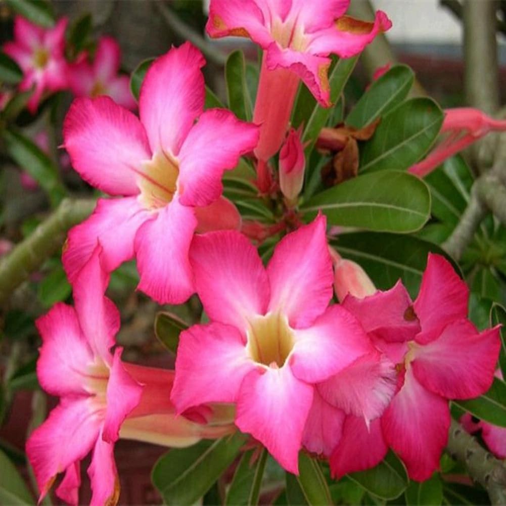 Wüstenrose flower seeds