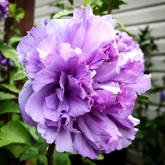Blueberry Hibiscus flower seeds