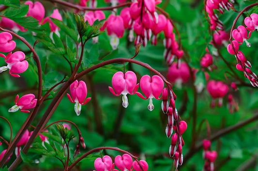 Bleeding Hearts flower seeds