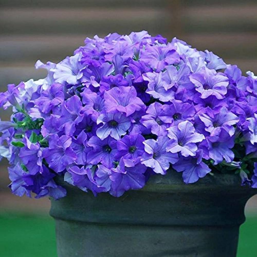 Light Purple flower seeds