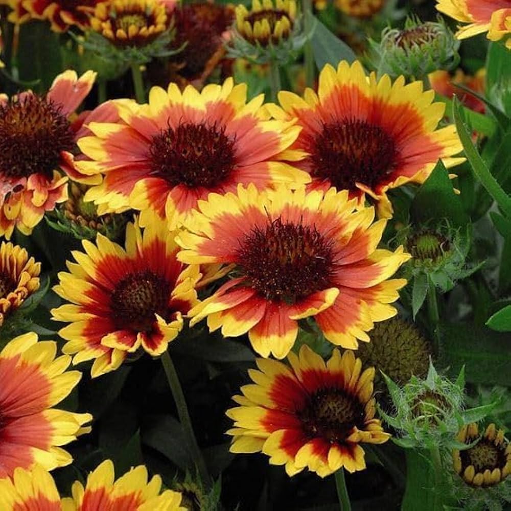Yellow Red flower seeds